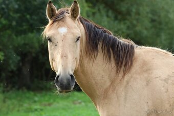 Prodám 4-letého hřebce KK, - 3