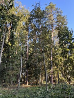 Prodej, pozemek, 19 719 m, Kojkovice 117, Krásná Hora, Česko - 3