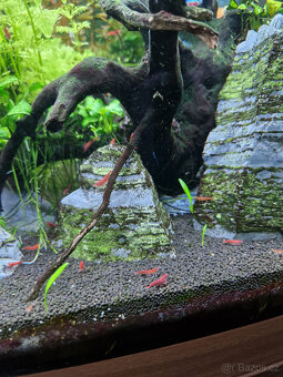 Prodám krevetky Neocaridina Red Cherry - 3