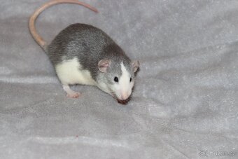 Vymazlená samička potkan DUMBO - 3