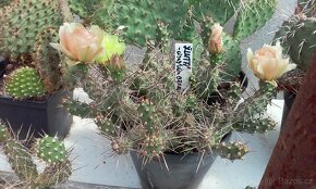 Kaktusy - mrazuvzdorné opuncie - 3