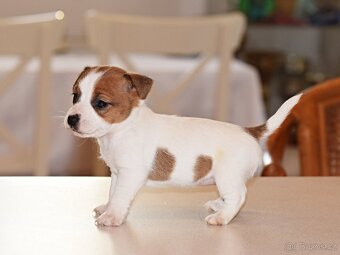 Jack Russell teriér s PP - Duffy - 3