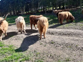 Prodám jalovice Highland - 3