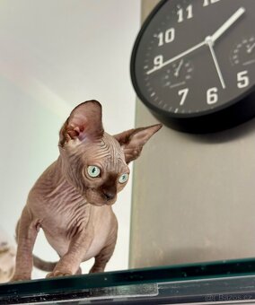 Kočička Sphynx - 3
