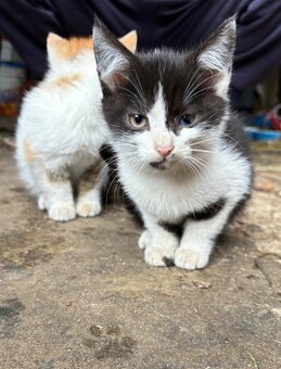 Daruji dvě krásná koťátka - 3