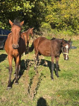 Úžasný líbivý hodny hřebeček - 3