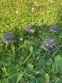 Želva zelenavá - 3