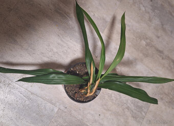 Coelogyne cristata - 3