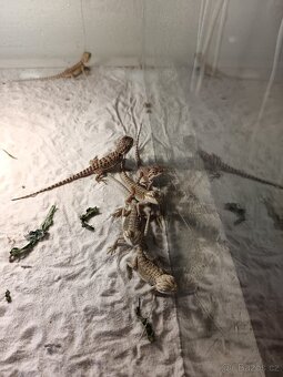 Agama vousatá, terárium - 3