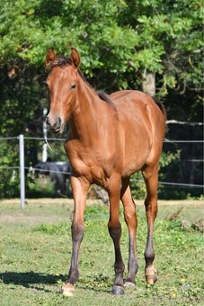 2 letá klisna Lusitano x P.r.e - 3