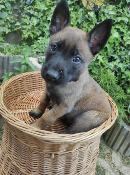 Štěňata - Belgický ovčák malinois - 3