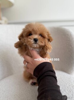 Maltipoo F1 Caramel | Lina - 3