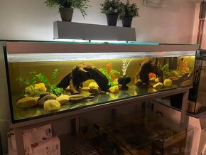 Akvárium pro Axolotla 130x60x30cm - 3