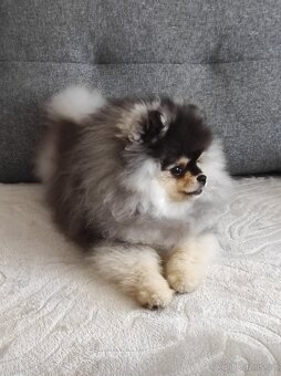 Pomeranian štěně - 3