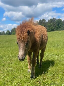 Shetland pony klisna s Pp - 3