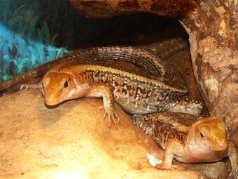 Ještěrkovec scinkovitý (Zoonosaurus laticaudatus) - 3