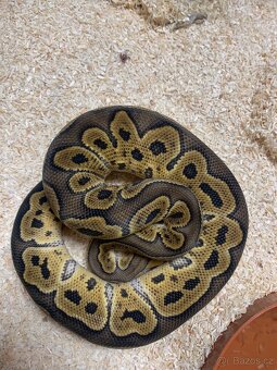 Krajta královská 1.0 ghi clown - 3