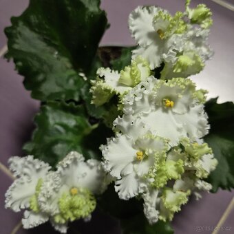 Fialka "curly" bílá - 3