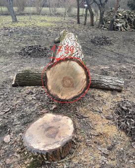 Prodej kmene ořešáku 1 - 3