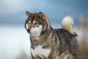 SHIBA štěňata k rezervaci - 3