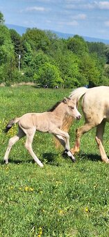 Pony - 3