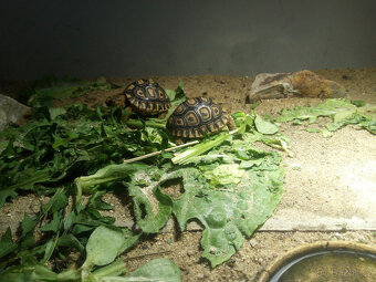 Želva pardálí ( stigmochelys pardalis babcocki ) - 3