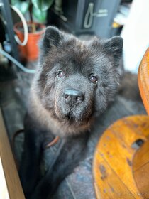 Hledáme fenku na krytí - Chow Chow (Čau Čau) - 3