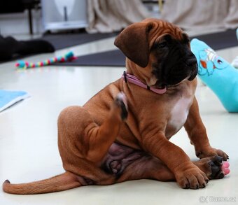 Tosa Inu fenky s PP - 3