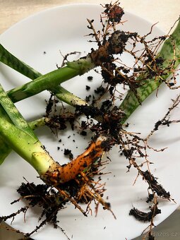 Sansevieria Trifasciata (Tchynin jazyk) - 3