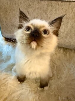 Ragdoll koťátka BEZ PP– 2 kocourci a 2 kočičky - 3