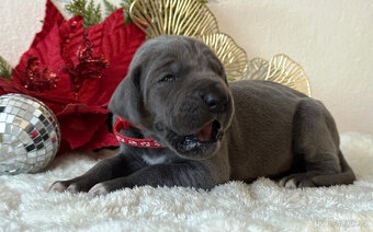 Německá doga modrá  - 3