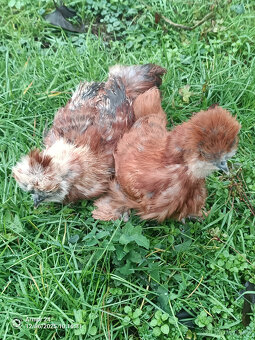 HEDVABNIČKA VELKA - 3