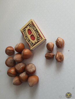 PRODEJ LÍSKOVÝCH OŘÍŠKŮ - 3