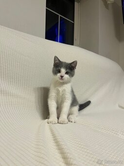 Britská modrá koťátka bicolor - 3