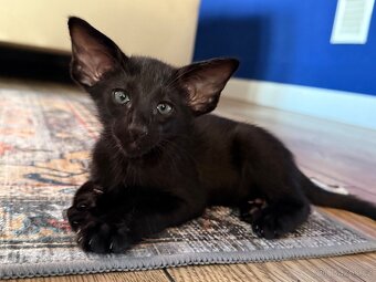 Orientální koťe Perseus Marbleficent s PP - 3