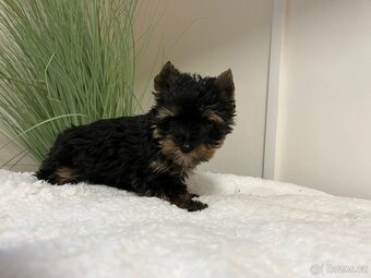 Jorkširský teriér - 3