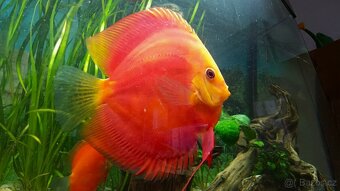 Tetra Discus Granules - granule pro terčovce - 3