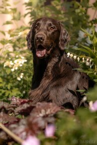 FLAT coated retriever štěňátka s PP -černá a hnědá - 3