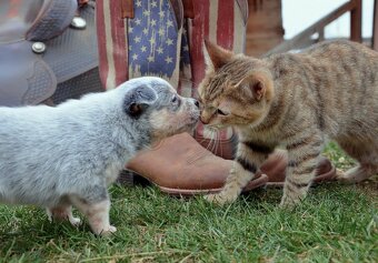 Austrálsky honacky pes ACD CATTLE DOG - 3