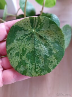 Pilea Mojito - 3