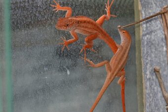Anolis sergei RED - 3