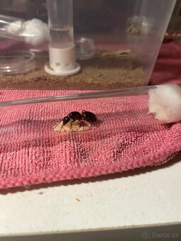 Camponotus ligniperda - 3