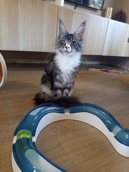 Mainské mývalí koťátko. MCO s pp - 3