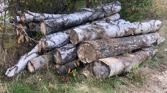 Prodej dreva - rezivo i palivo - 3