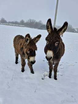 Oslík 7 měsíců - 3