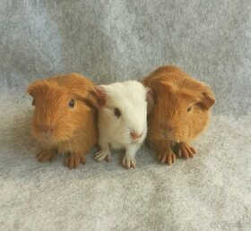 Morčátka krátkosrstá - 3