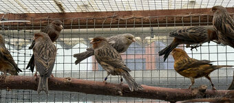 Prodám červené melaninové kanáry - 3