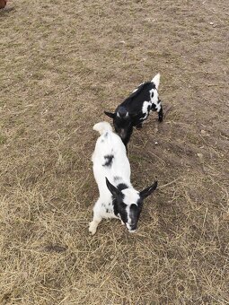 Zakrslé holanské kůzlata - 3