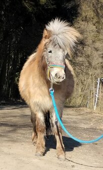 2023 Miniaturní klisnička - 3