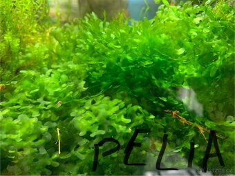 Mechy Vietnam, Erect ,christmass a pelia - 3